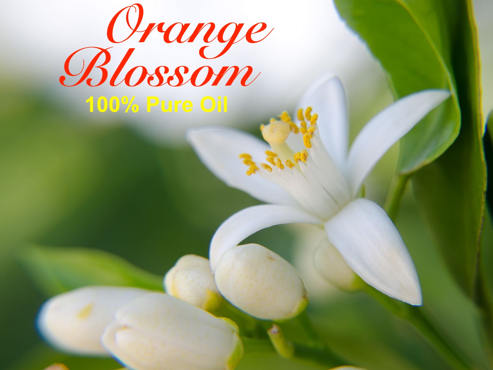 Orange Blossom Essential Oil